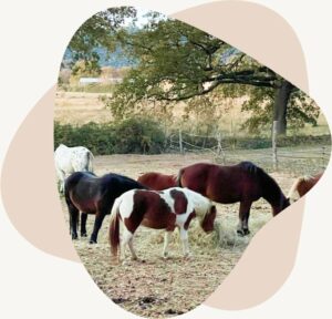 nadia2 poneys communication animale
