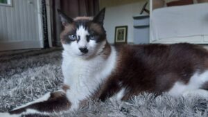 chat
